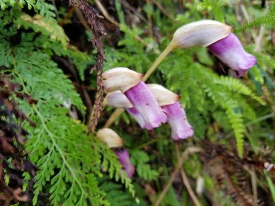 Aeginetia