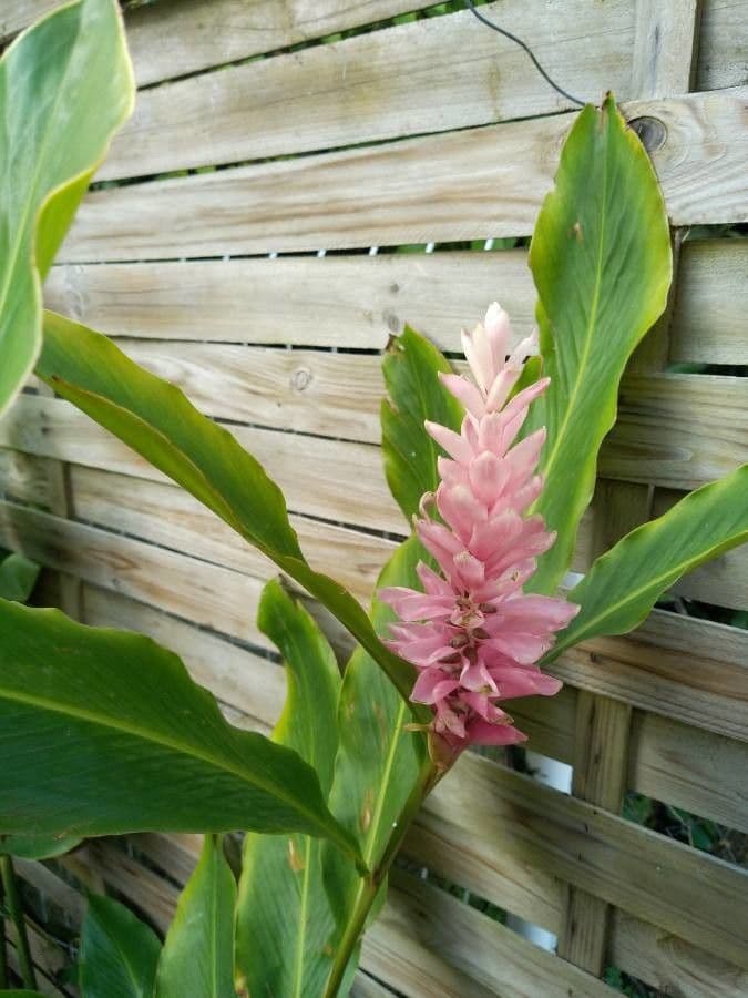 Zázvor purpurový 7