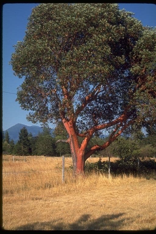 Arbutus menziesii 15
