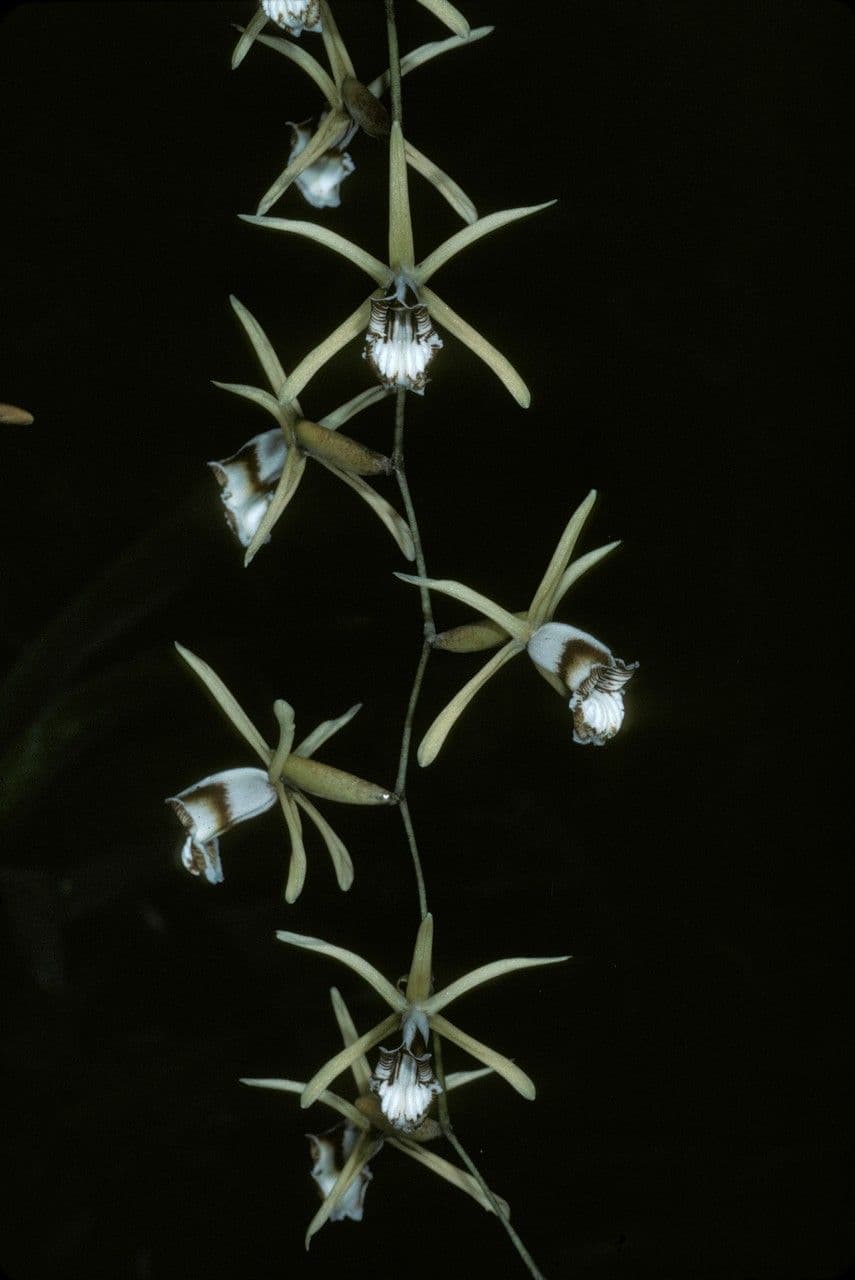 Orchidea collana