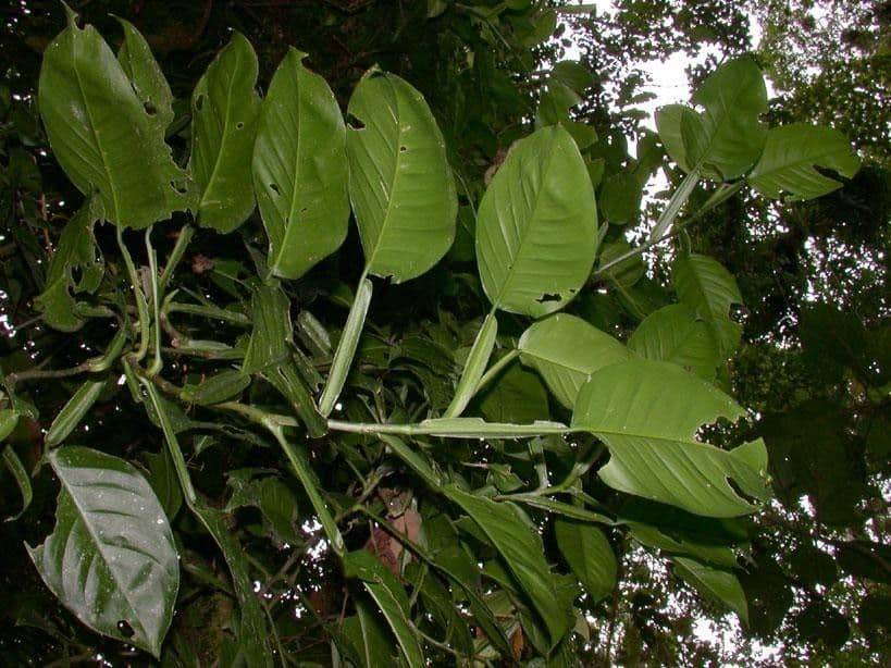 Filodendro 17