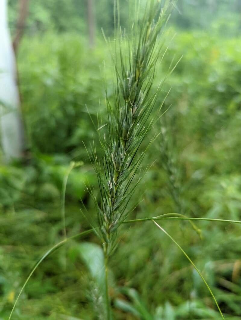 Elymus virginicus 2