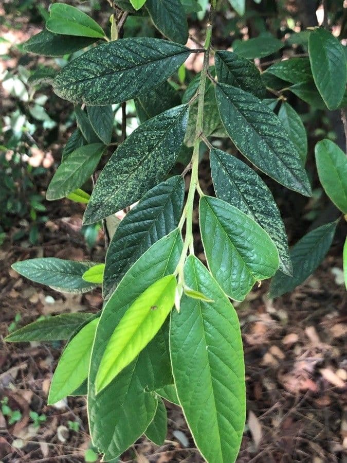 Cotoneaster de Waterer 4
