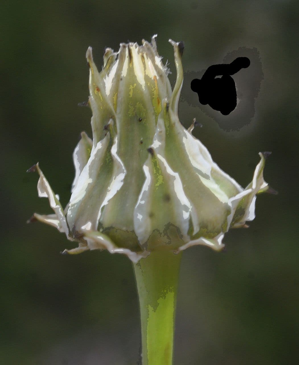Prstenec tangerský 2