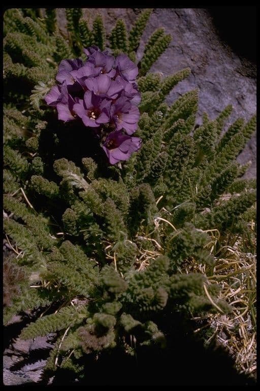 Polemonium 7