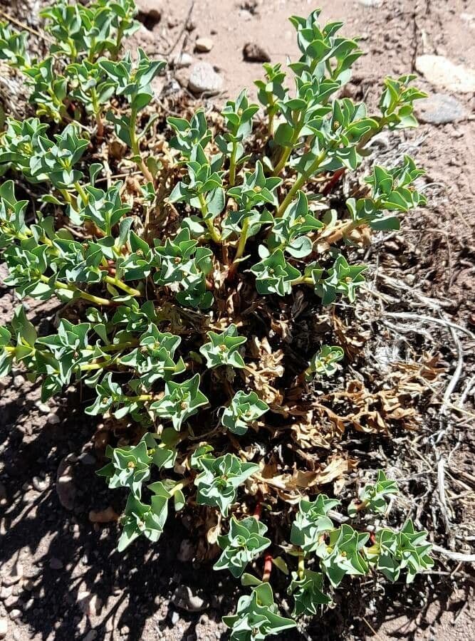 Melosperma