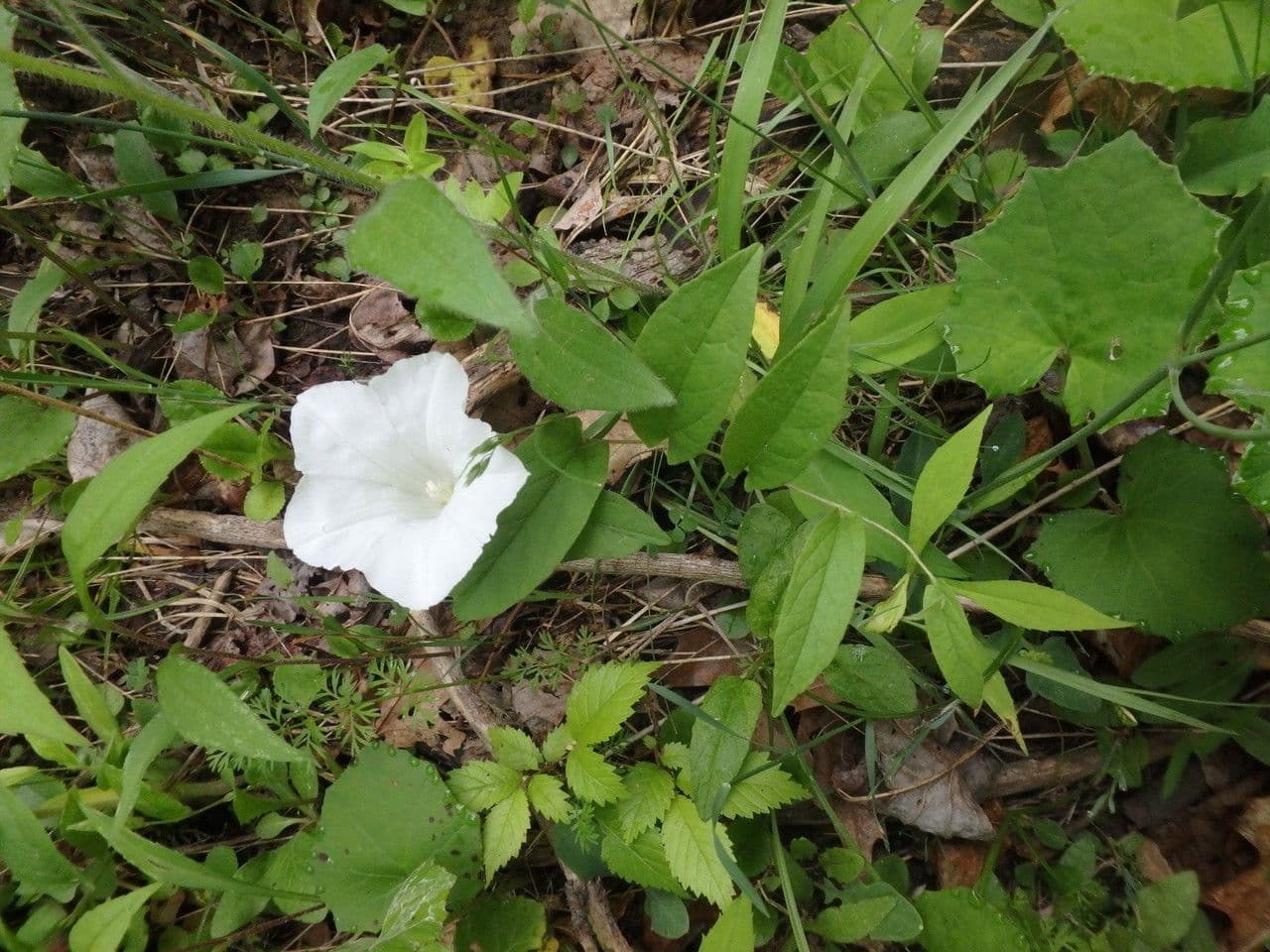 Calystegia spithamaea 4