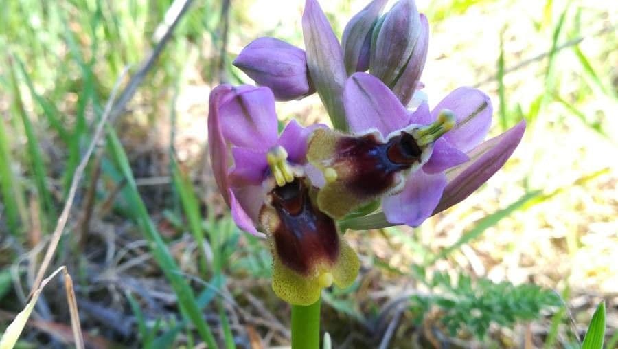 Ophrys tenthredinifera 12