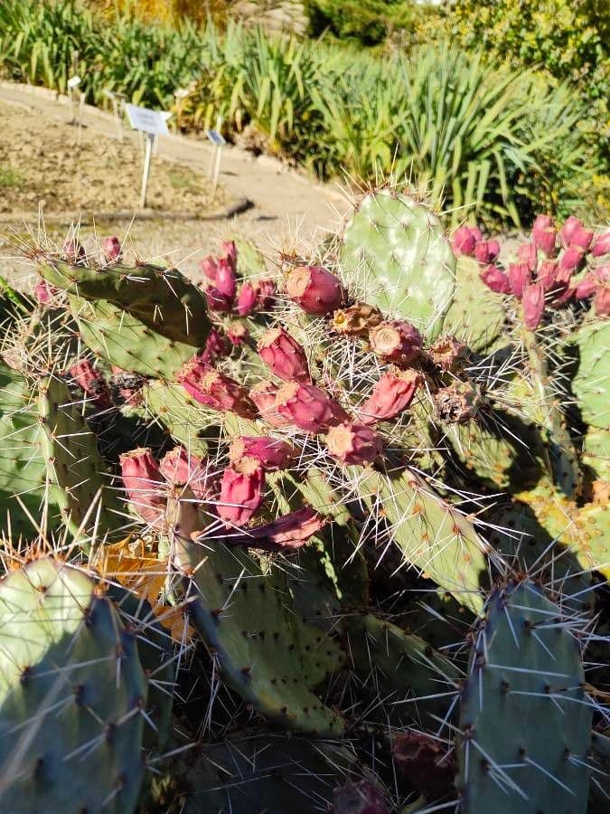 Nopal de espinas marrones 20
