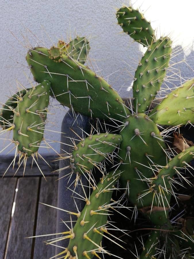 Nopal de espinas marrones 22