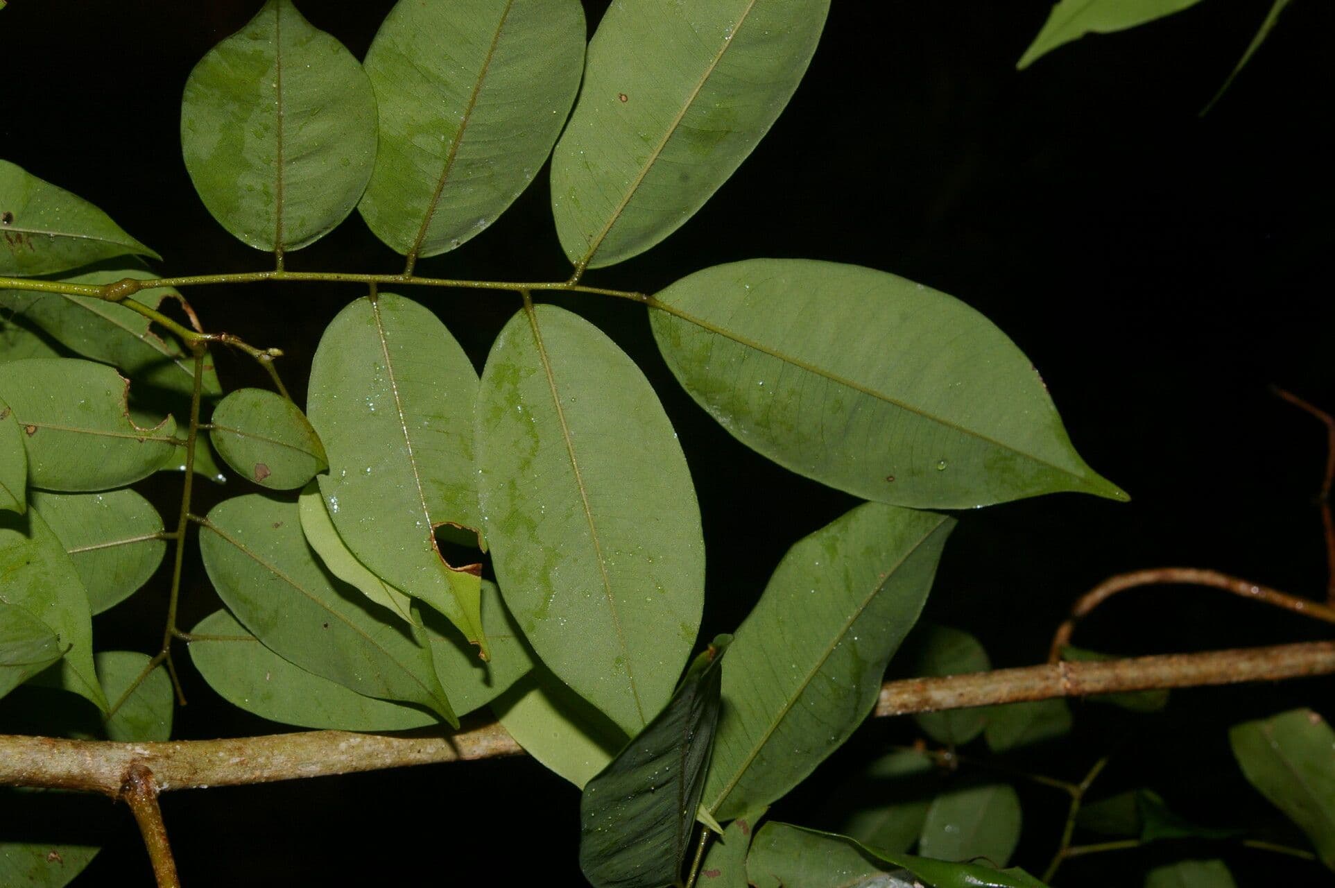 Machaerium leiophyllum 2
