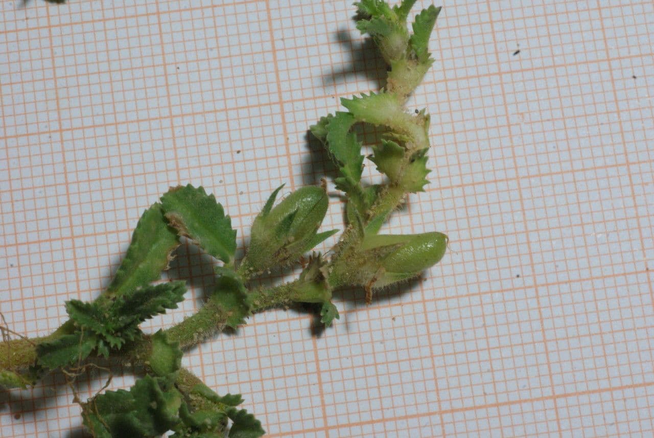 Onide variegata 23