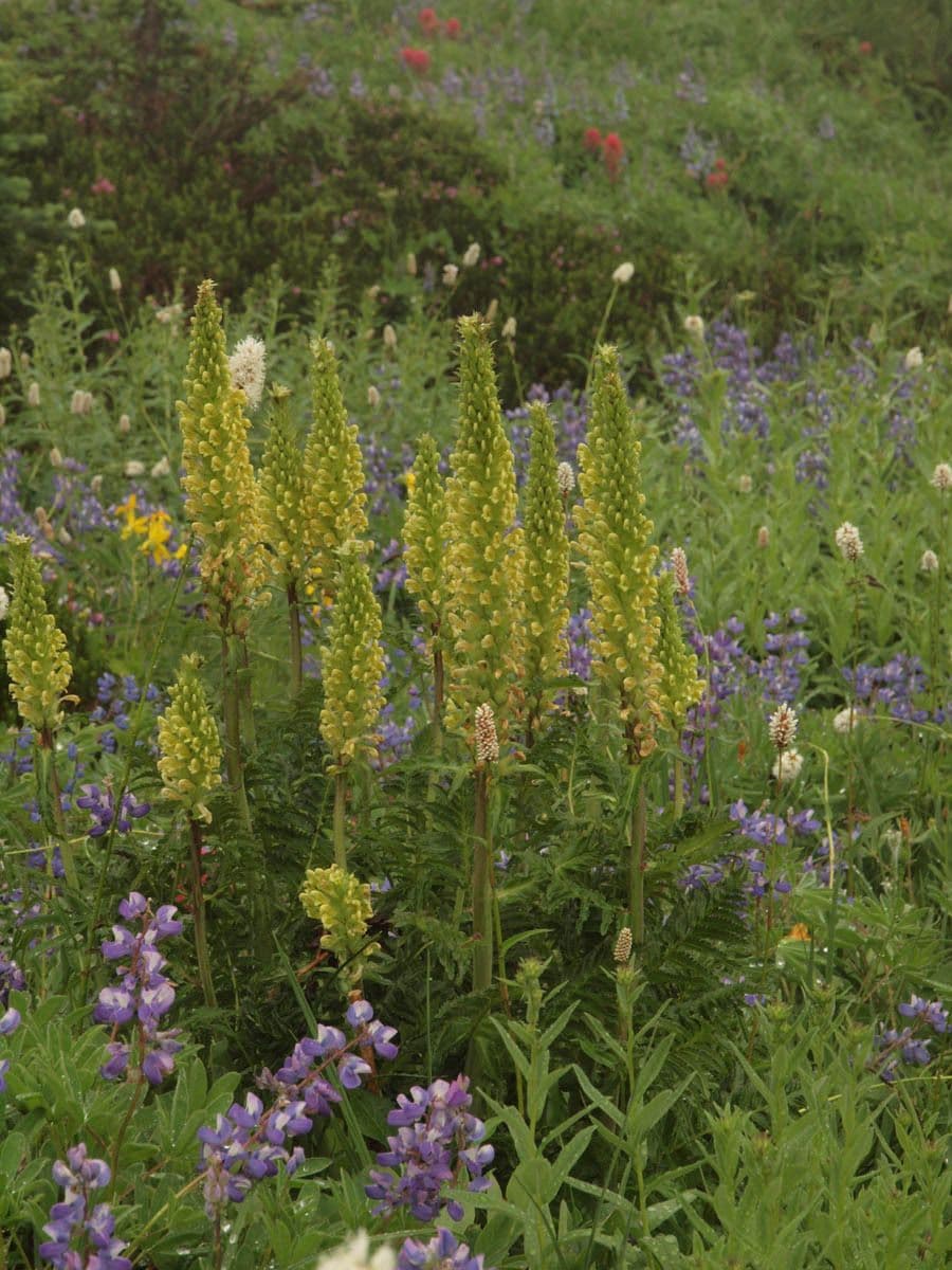 Pedicularis bracteosa 12