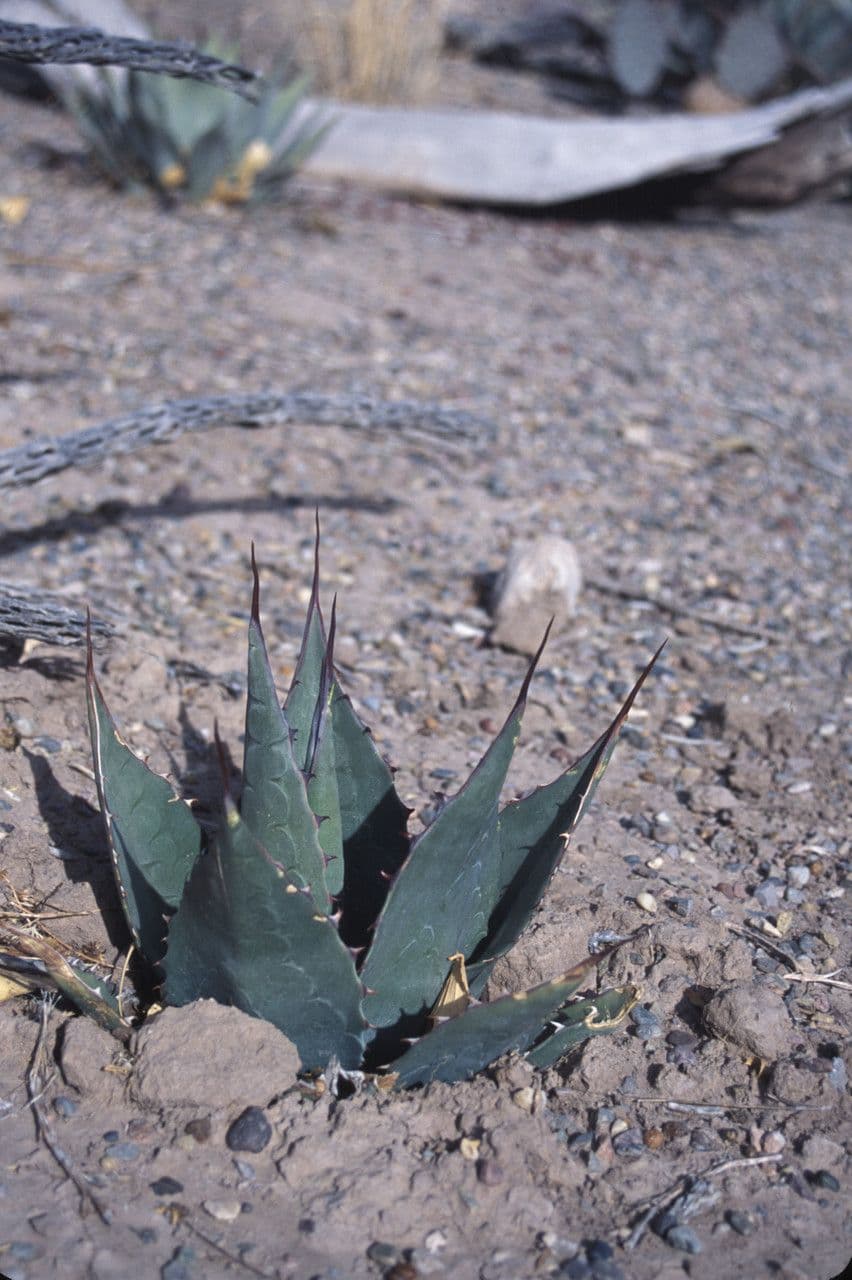 Havard-Agave 9