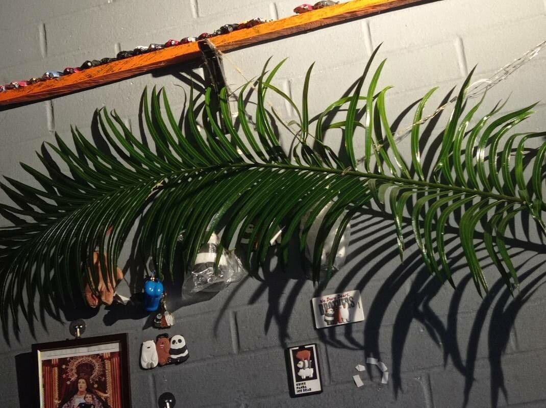 Cycad 6