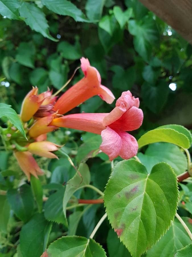 Trompeta de Virginia 10