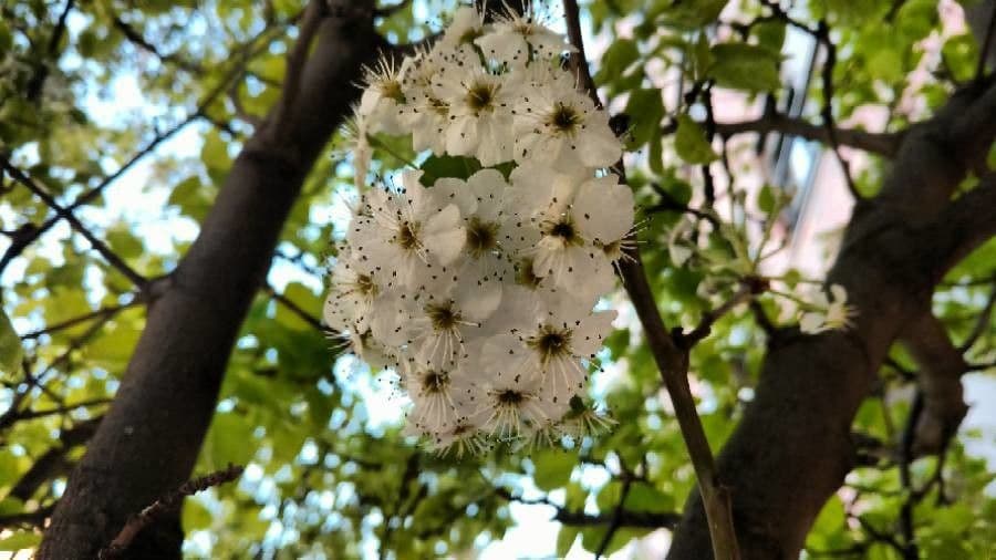 Terminalia
