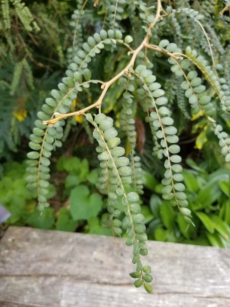 Sophora 18