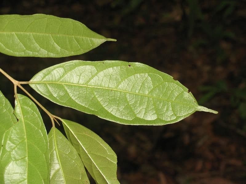 Siparuna cuspidata 3