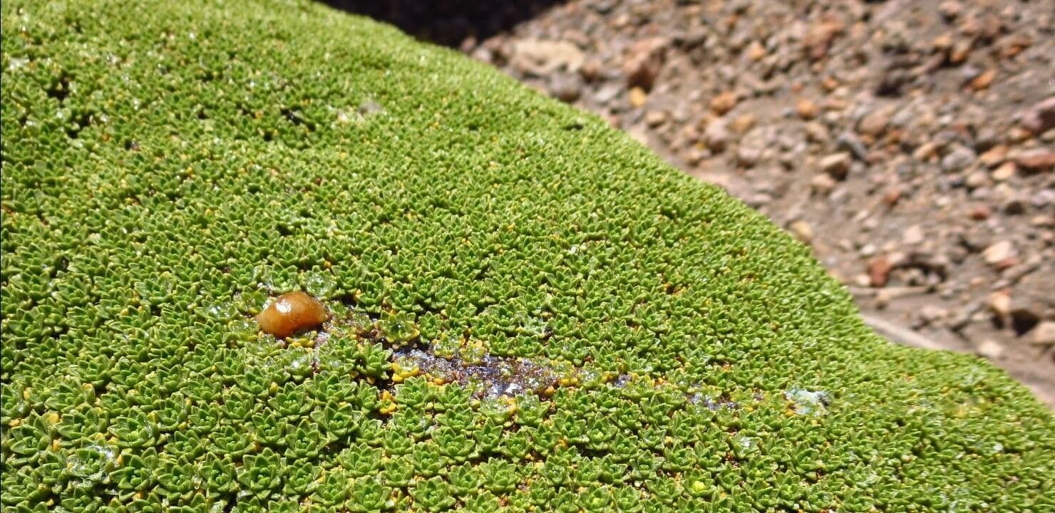 Azorella monanta 10