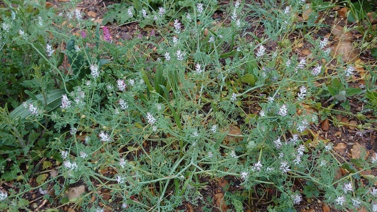 Kleinblütiges Erdrauch 13