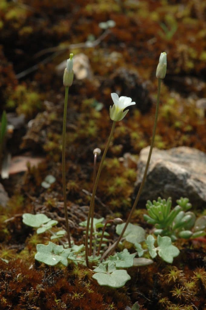 Leavenworthia uniflora