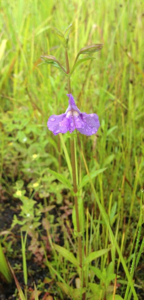 Mimulus ringens 9