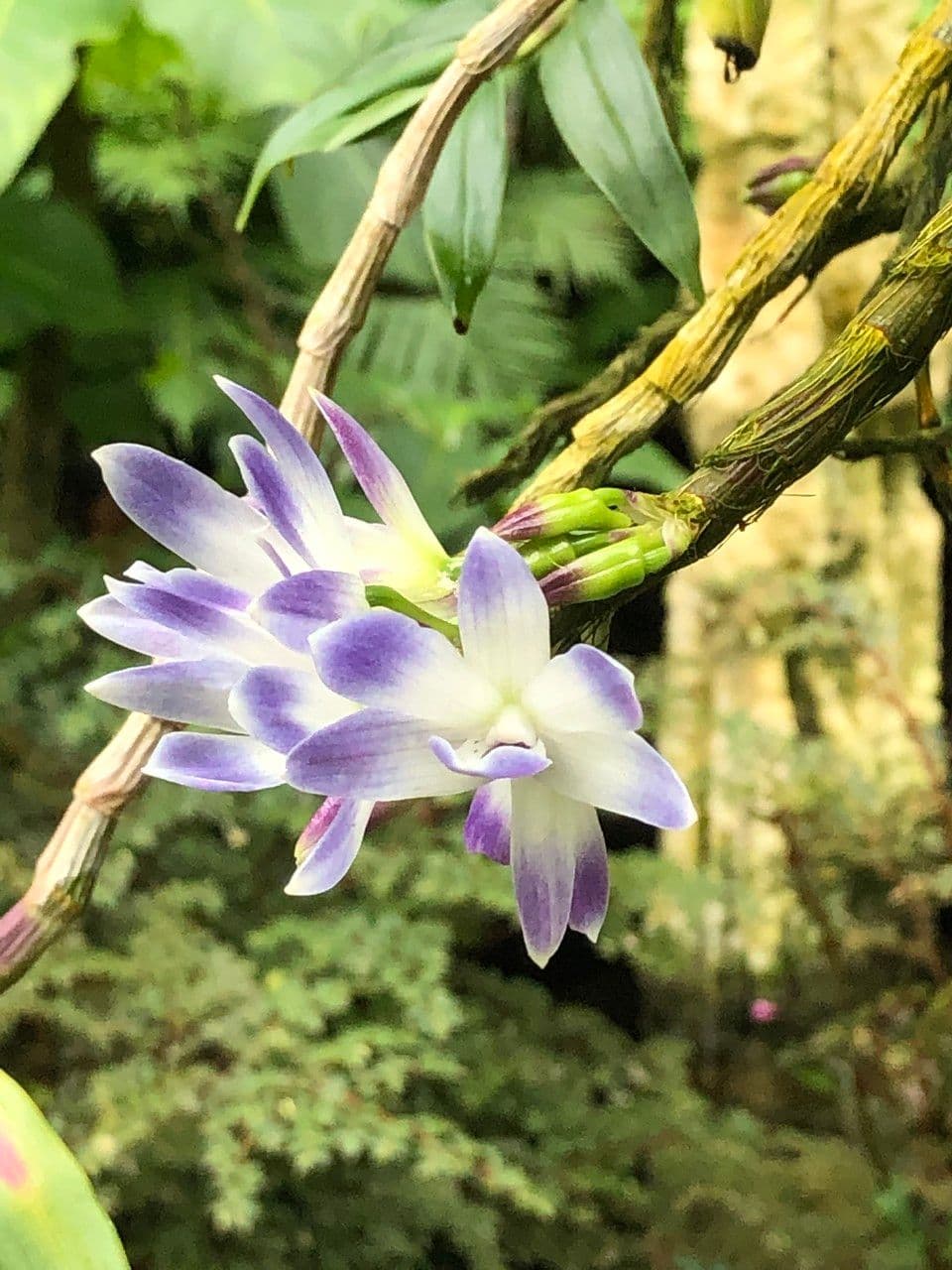 Dendrobium victoriae-reginae 5