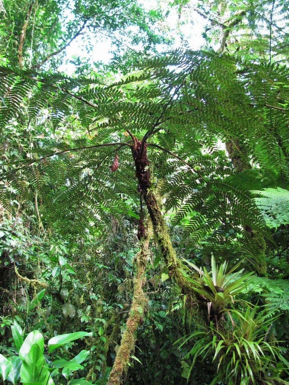 Cyathea multiflora 5