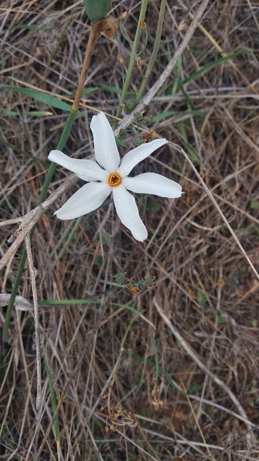 Narcisse d'automne 6