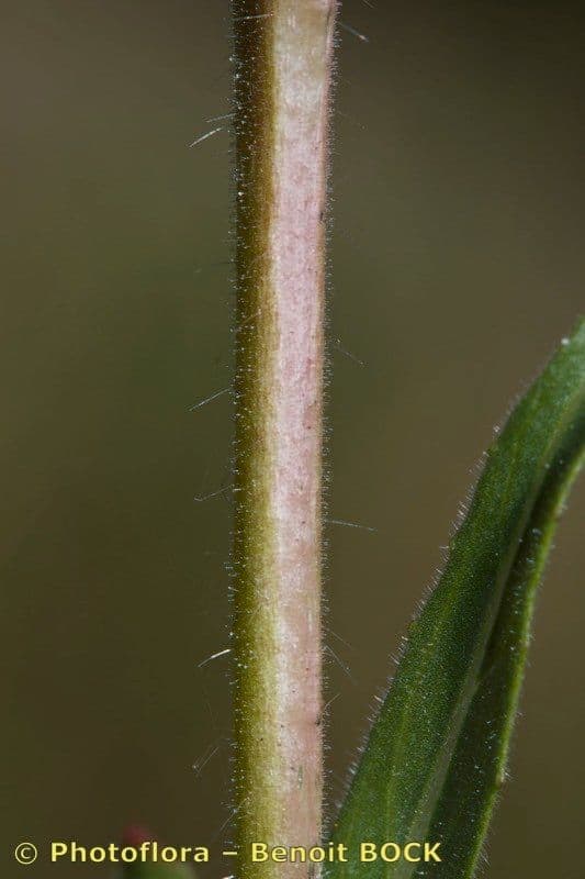 Onagra stricta 22