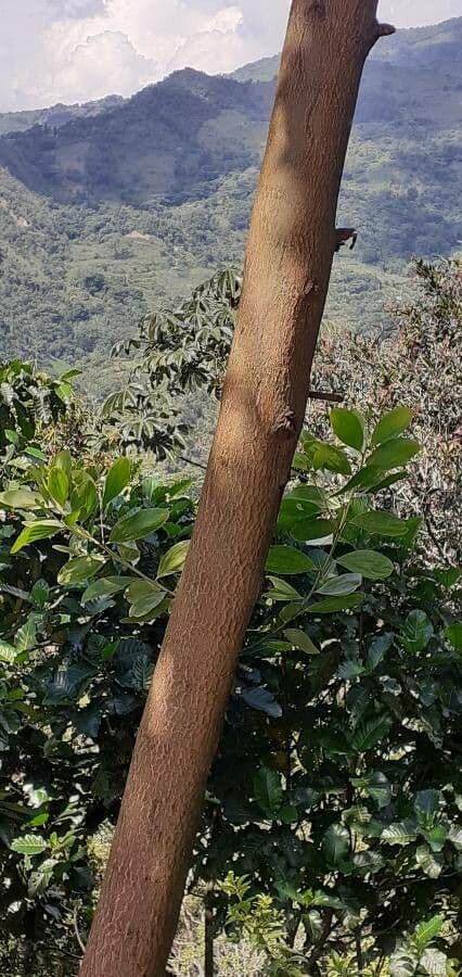 Candelabra wattle 7