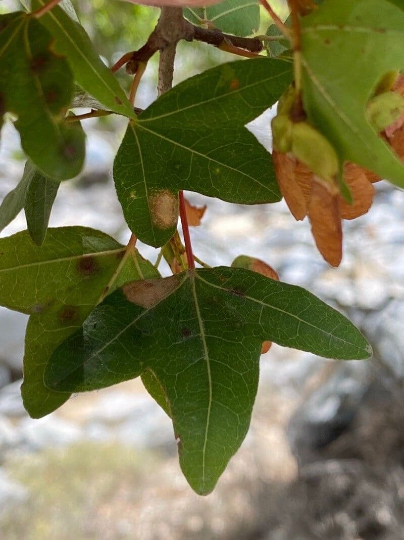 Acero di Creta 15