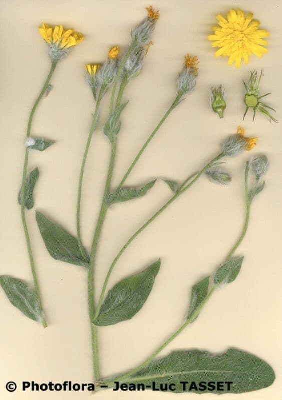Hieracium 4