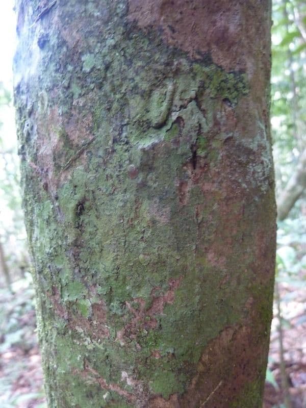 Eschweilera