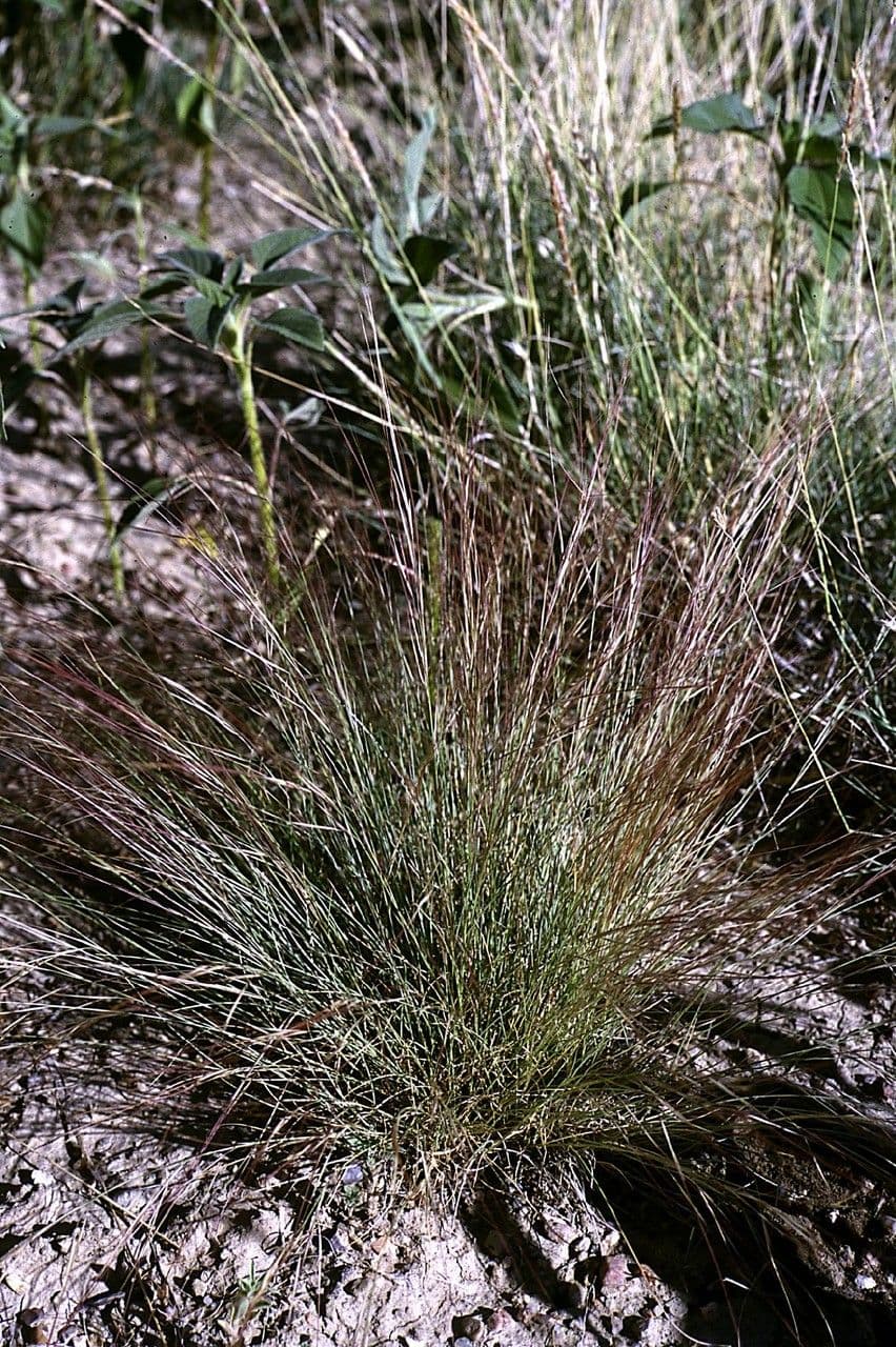 Aristida purpurea 6