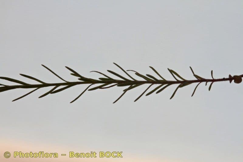 Linum 4