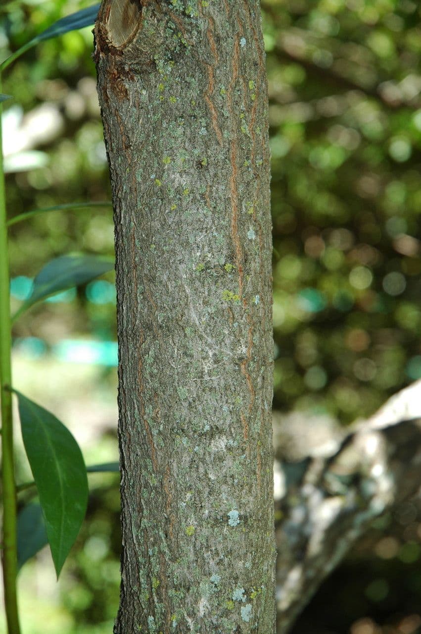 Myoporum 10