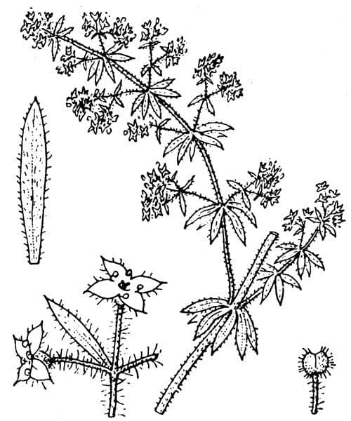 Galium 25
