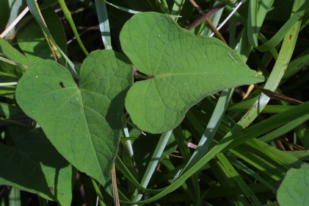 Ipomoea pandurata 12