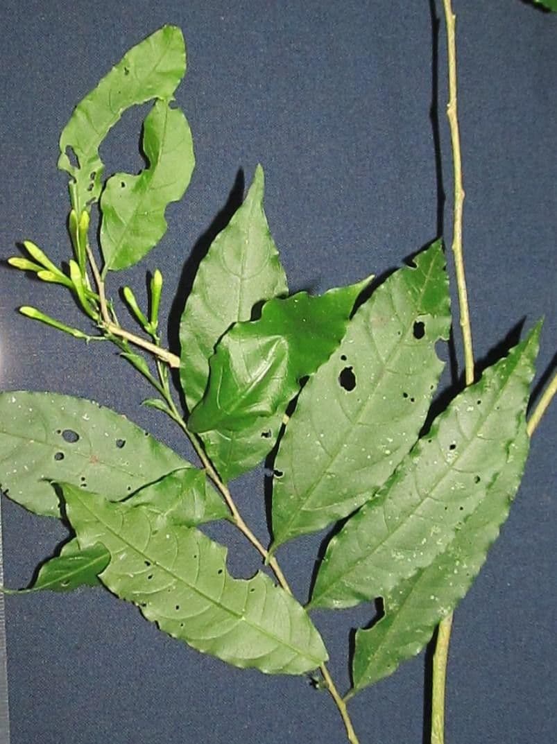 Cestrum 14