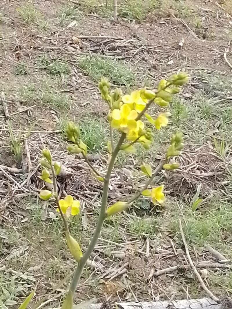 Cyrtopodium flavum 2