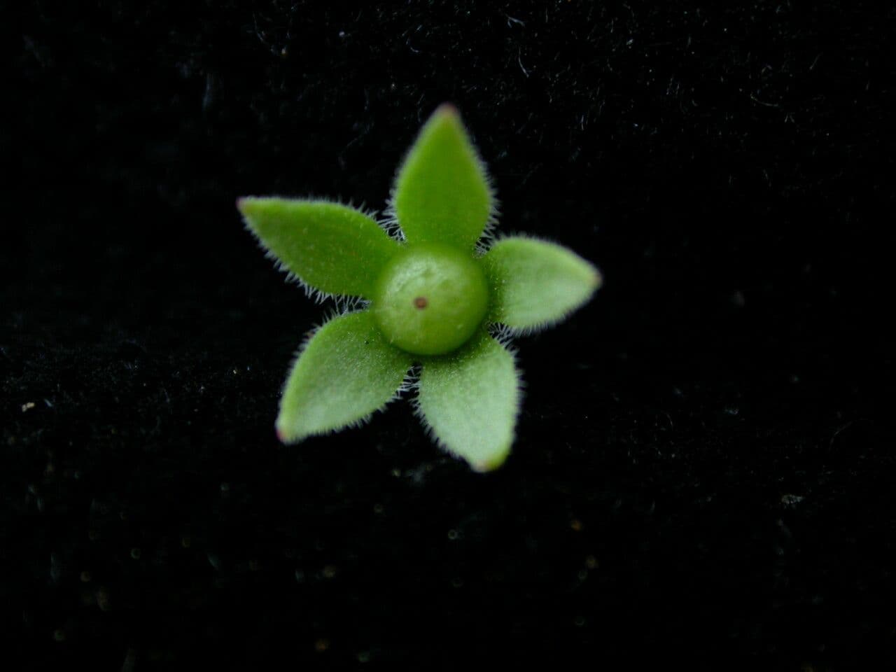 Androsace umbellata