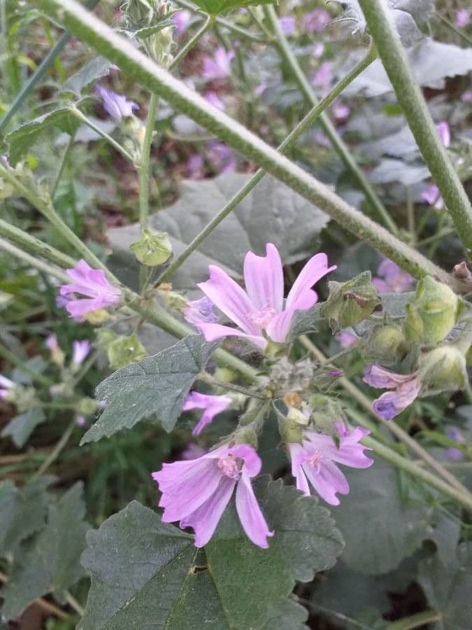 Malva selvatica 5