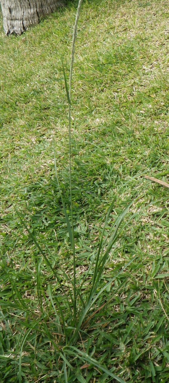Espartillo 11