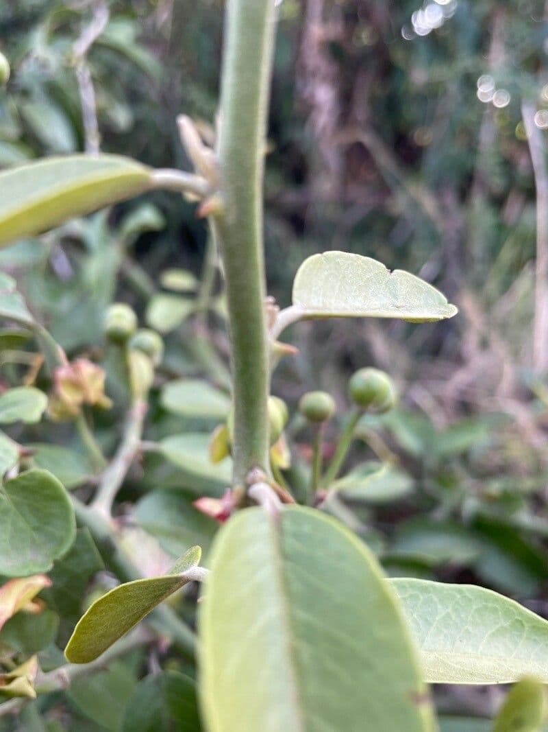 Cappero africano 25