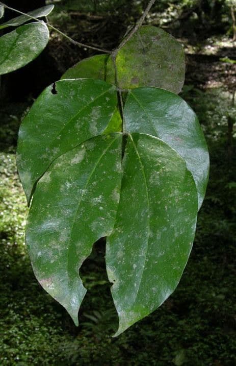 Prioria 7
