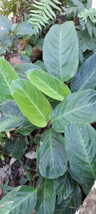 Ctenanthe 3