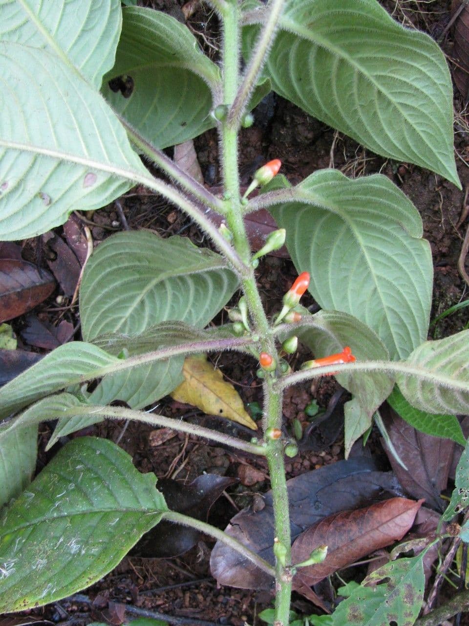 Besleria 6