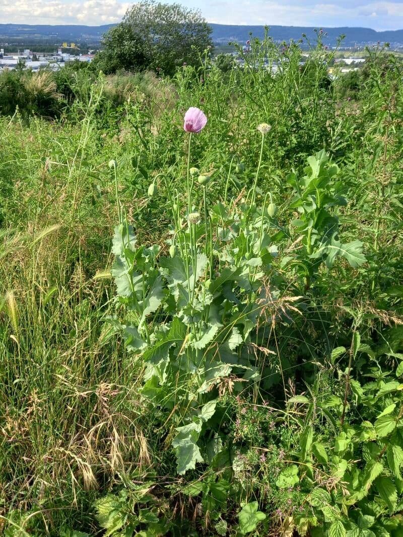 Schlafmohn 15
